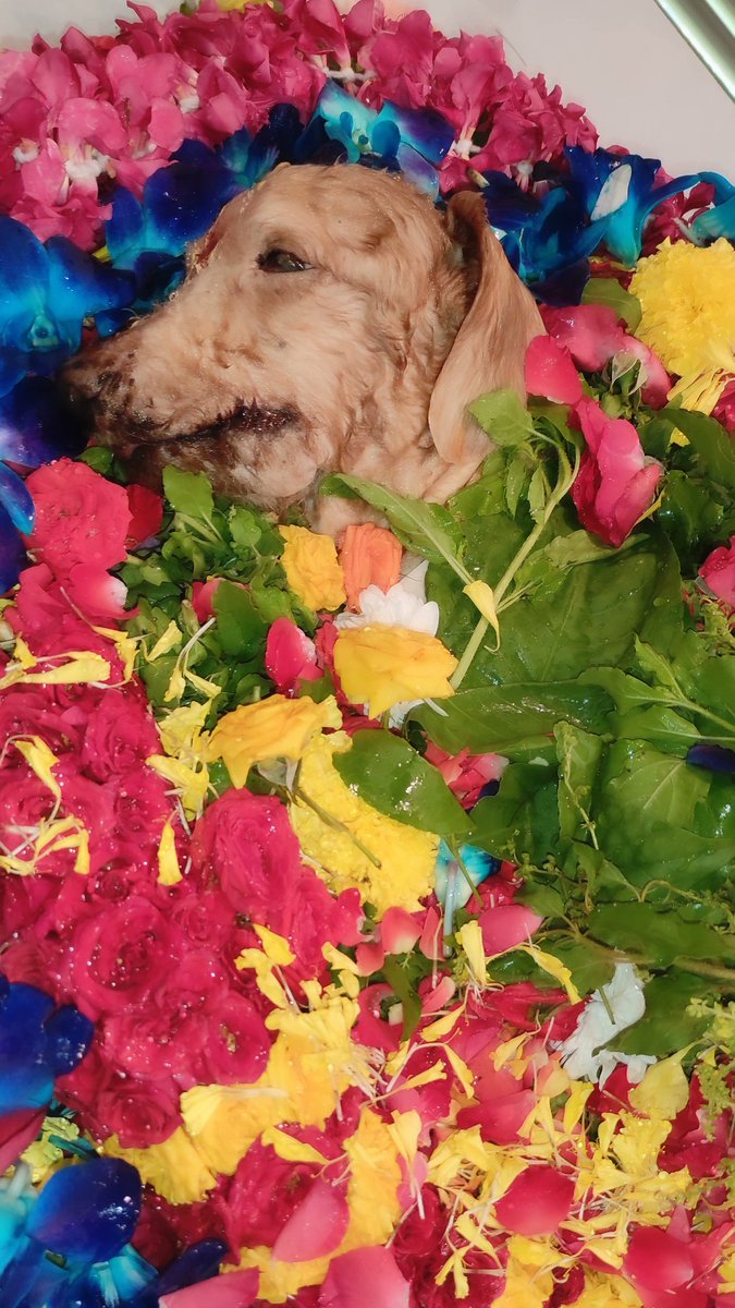 findingneeson's tweet photo. I will wait for the day to meet you again in paradise. Hope you take a very beautiful human form in your next life and continue your journey to attain moksha. I will always keep you in my prayers Little Brownie Baby ❤️🕊️✨ Will meet you with Krishna 🩵 Om Shanti https://t.co/rVoY1gHeR3