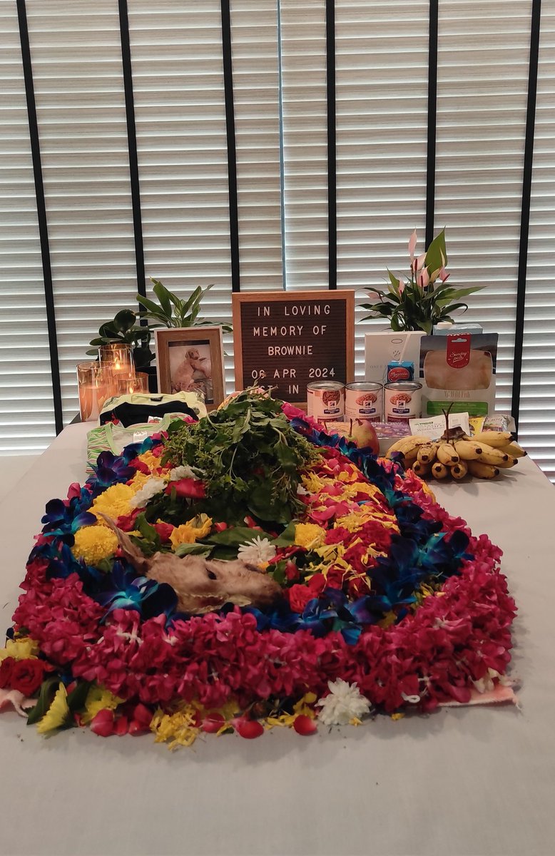 findingneeson's tweet photo. I will wait for the day to meet you again in paradise. Hope you take a very beautiful human form in your next life and continue your journey to attain moksha. I will always keep you in my prayers Little Brownie Baby ❤️🕊️✨ Will meet you with Krishna 🩵 Om Shanti https://t.co/rVoY1gHeR3