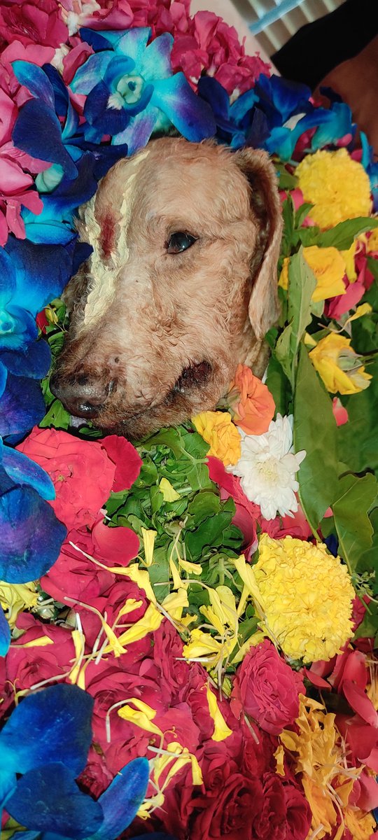 findingneeson's tweet photo. I will wait for the day to meet you again in paradise. Hope you take a very beautiful human form in your next life and continue your journey to attain moksha. I will always keep you in my prayers Little Brownie Baby ❤️🕊️✨ Will meet you with Krishna 🩵 Om Shanti https://t.co/rVoY1gHeR3