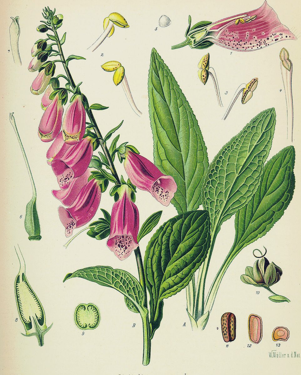 Foxgloves have many names: fairy fingers, ladies’ thimbles, rabbit flowers, throatwort, flapdock, cow-flop, lusmore, lionsmouth, Scotch mercury, dead man’s bells, witches’ gloves, goblins’ gloves, fairy caps to name a few. #FolkloreSunday