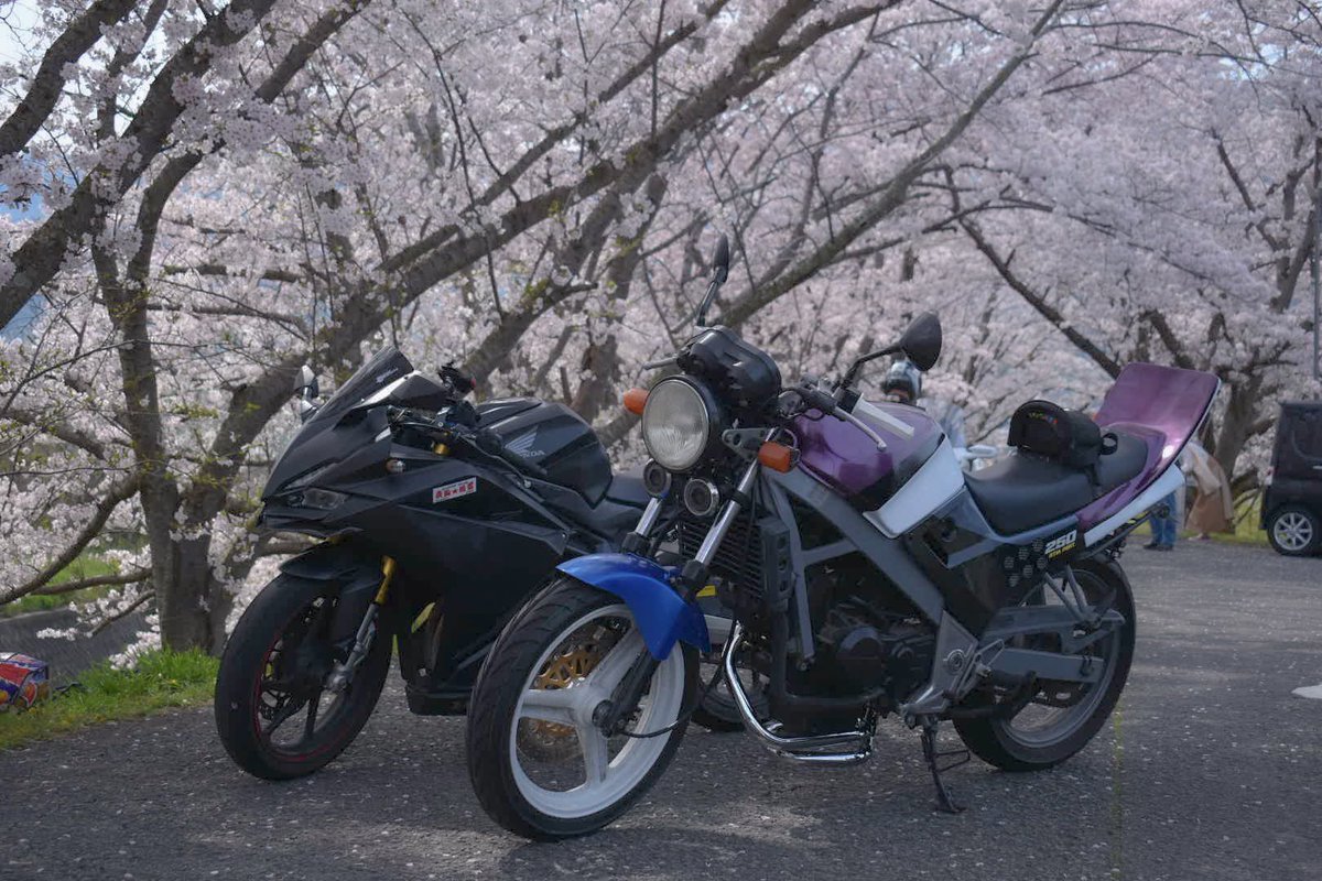 Highrochan's tweet photo. 愛車2台とも桜と撮れて幸せ🥺🥺🫶 https://t.co/UEDQzn8eXq
