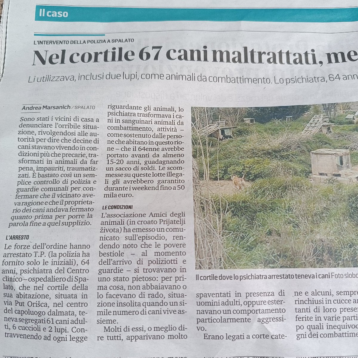 enrica_emme's tweet image. Leggo questa notizia raccapricciante e mi auguro che qualcuno indaghi anche il comportamento di questo personaggio mentre esercitava la professione di PSICHIATRA! #orrore #cani #spalato