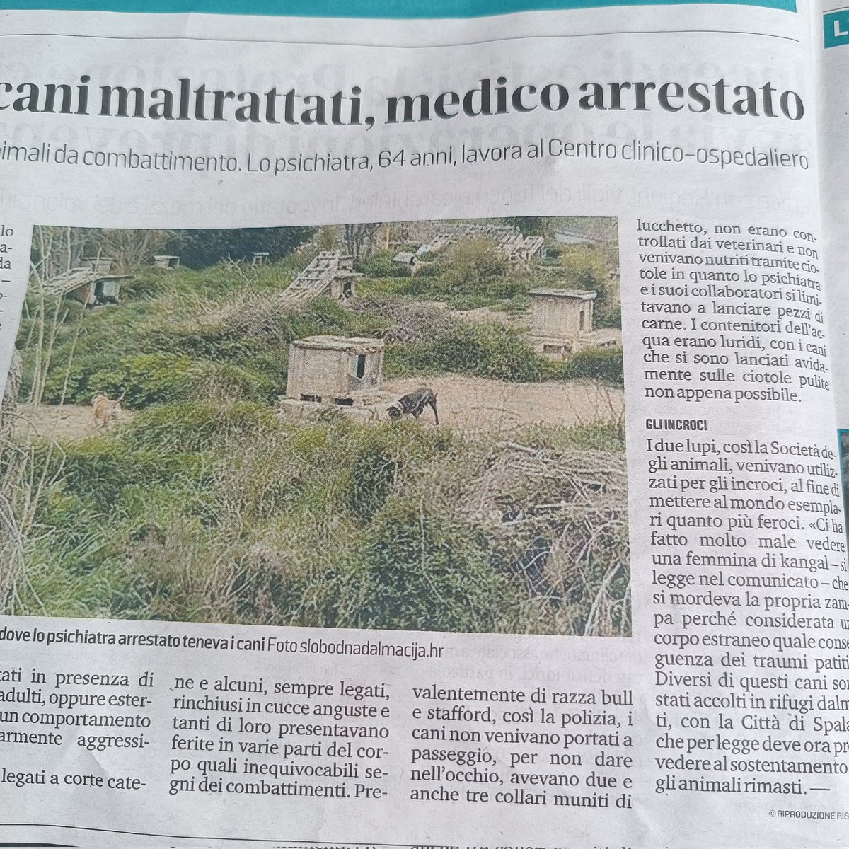 enrica_emme's tweet image. Leggo questa notizia raccapricciante e mi auguro che qualcuno indaghi anche il comportamento di questo personaggio mentre esercitava la professione di PSICHIATRA! #orrore #cani #spalato