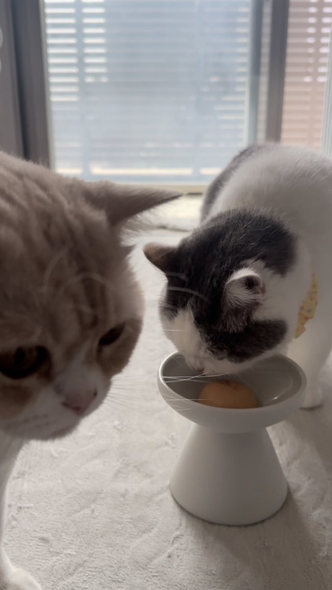 teteandcoco's tweet photo. あたち2歳になりました♡

#猫 #cat #猫のいる暮らし #猫のいる幸せ #猫好きさんと繋がりたい https://t.co/9UqhIrXh88