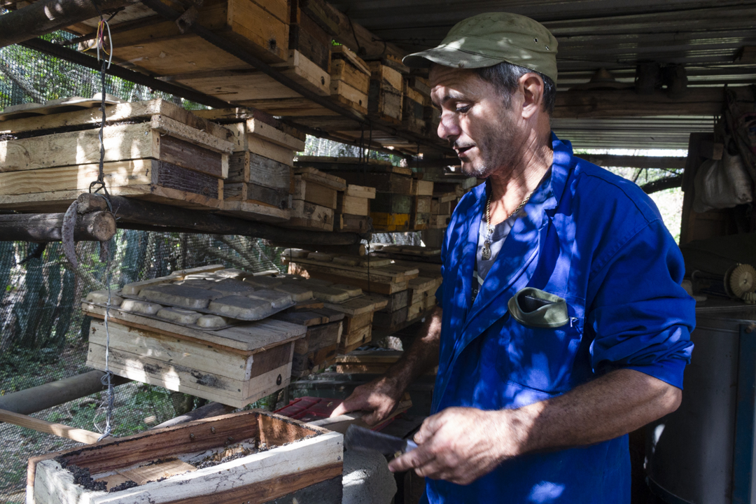 Eliober es un apicultor que vive en Nuevo México, una pequeña comunidad de Cienfuegos. Actualmente cuenta con alrededor de 100 colmenas de abejas meliponas y más de 150 melíferas. 🐝 Conoce más sobre el protagonista de la #FotoDeLaSemana en ALT. 📸 Yarelis González Collado.