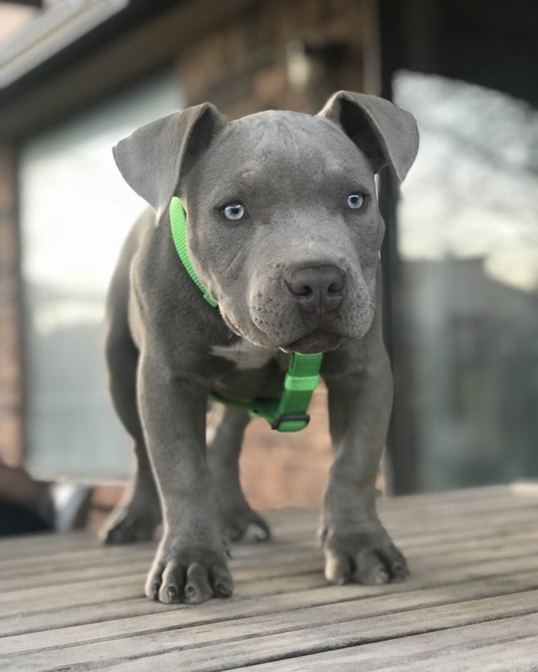 Pit Bulls 🐶 tweet media