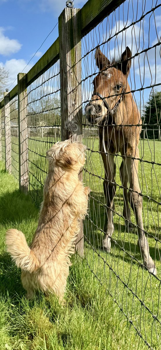 Bertie and Graham introducing themselves to one another #HorseandHound