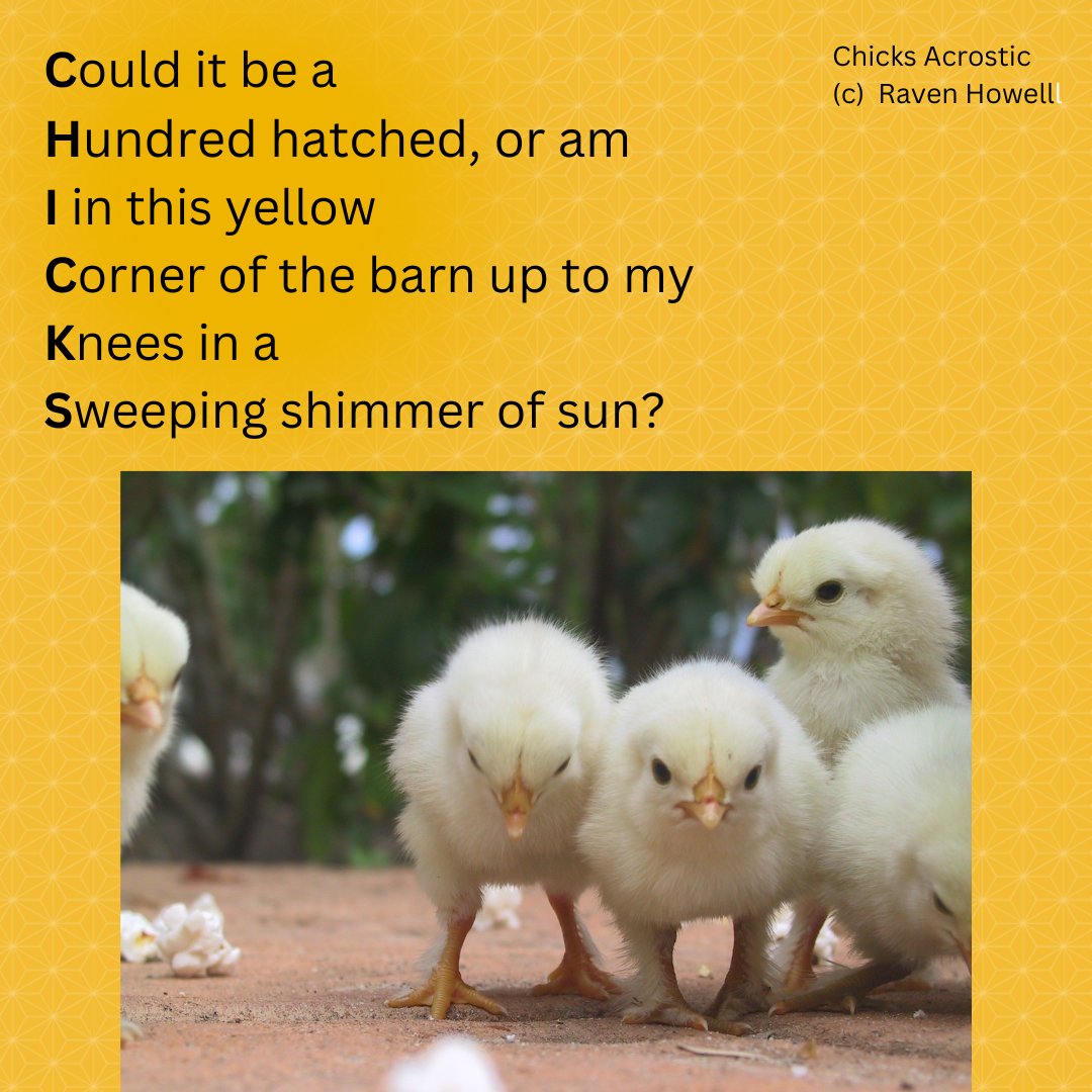 An acrostic for #fundaysunday 
#poem #poetrycommunity #childrenspoetry #childrensauthor #readers #booklovers #verse #postapoem #chicks #springtime #chickens #poemoftheday #acrostic #happyregards #sendingsmiles