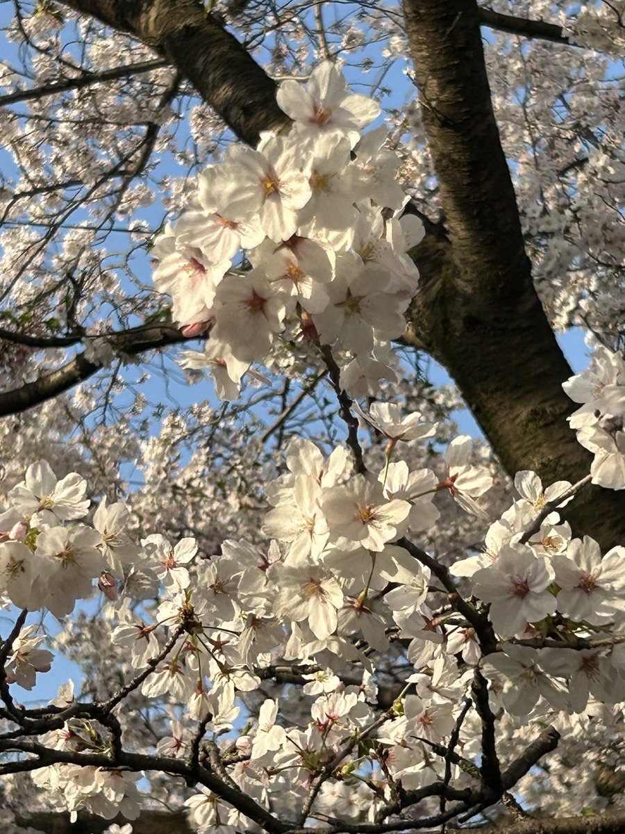 地元で有名な桜並木です。

 #植草とみんなのお花見会2024
