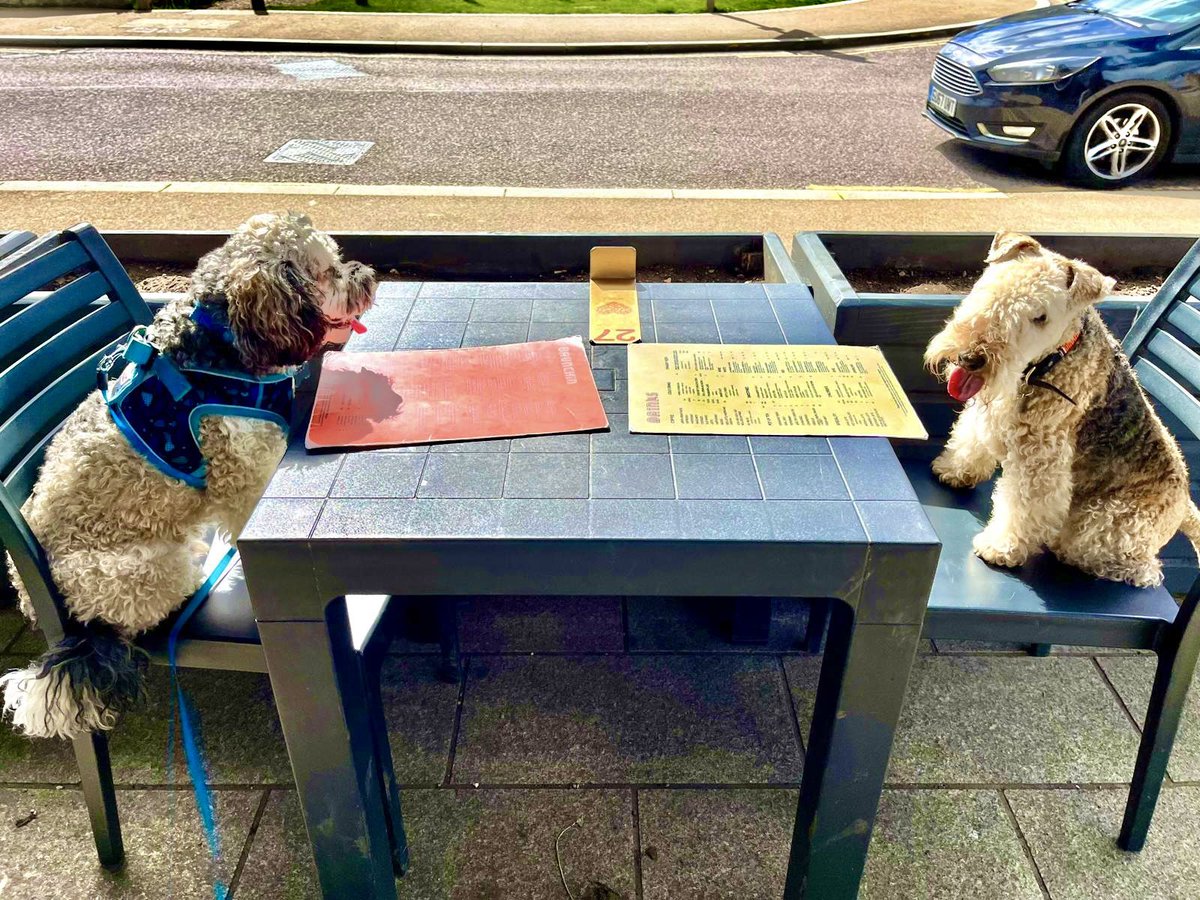 Isn’t just lovely to have lunch with a friend ❤️@Malcolm_theCat #BabyDogAndBertieLakeland