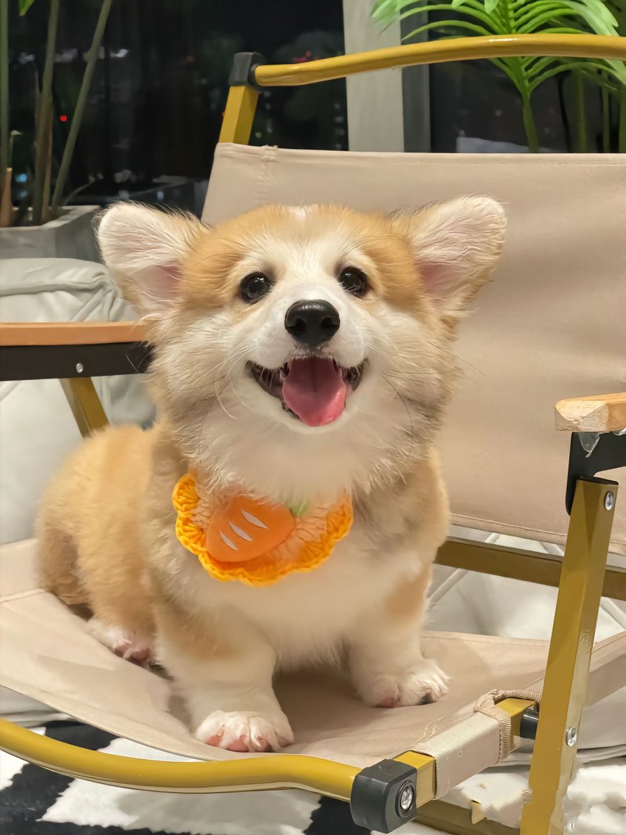 Pets Ngáo Cute☘️ tweet media