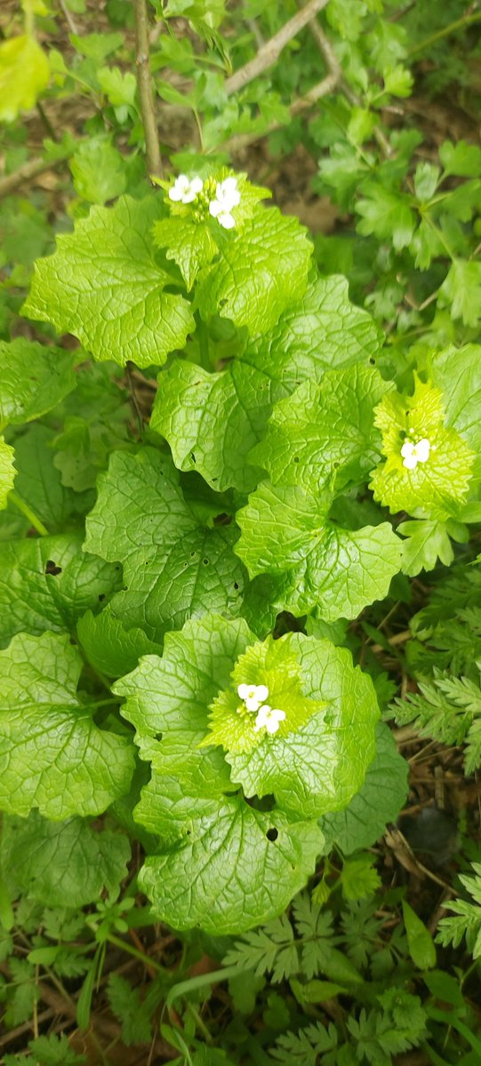 I have a question? Is this wild garlic? Or garlic mustard? And is it edible? #plantlife