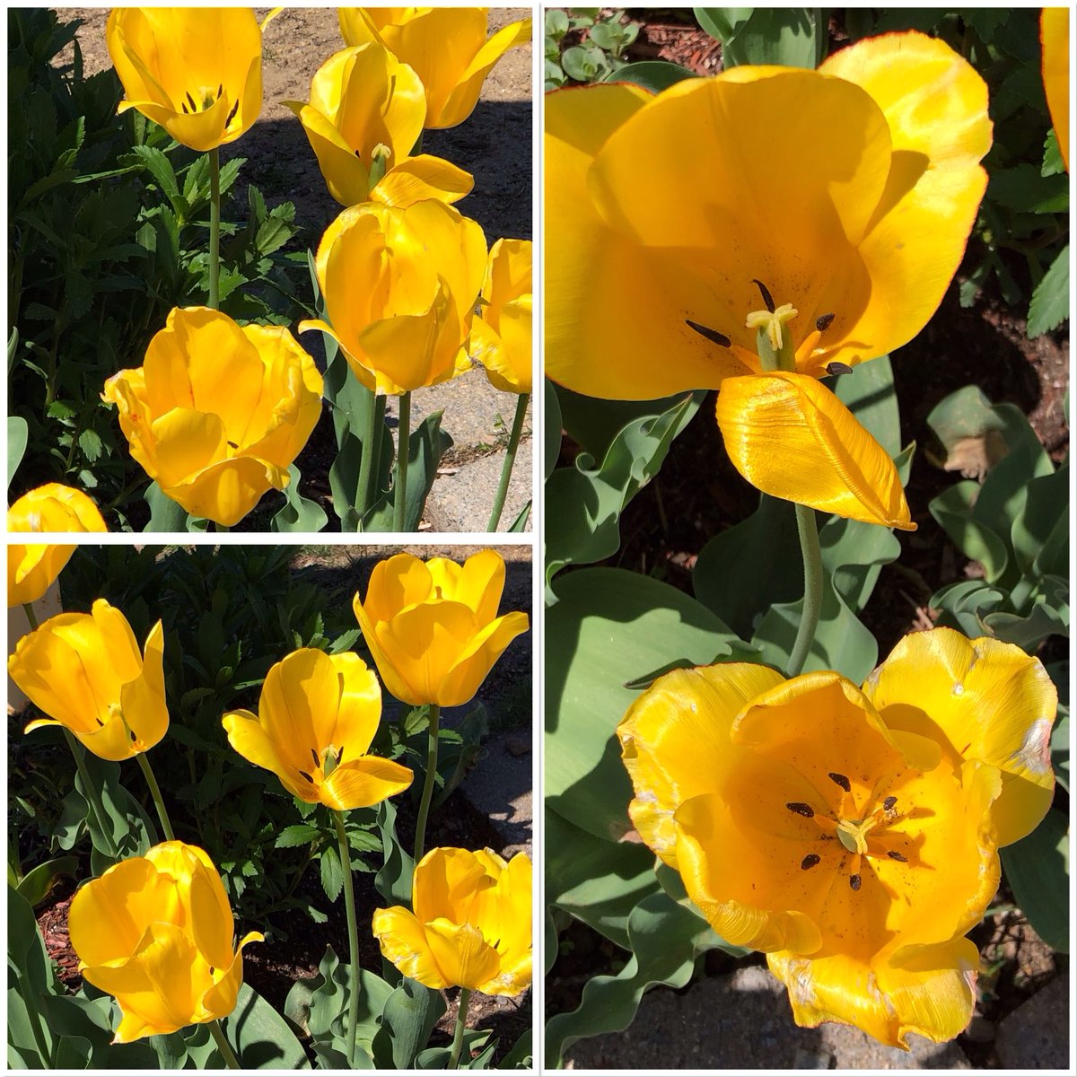 Wishing everyone a delightful #SundayYellow kind of day 🌞💛 ☀️ 
#HappySpring 😊
#Tulips #TulipTuesday #gardening #GardnersWorld #FlowerPhotography #GardeningTwitter #GardeningX #Spring  #flowers