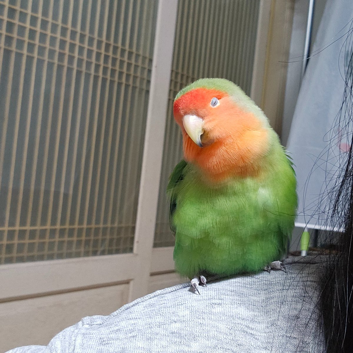 2024.04.07
이짤 볼 때마다 ㅇㅊㅎ 안 본 눈은 내가 왹져라니 하는 생각만. 지구인 무섭다더니 진짜 무서운 걸?어깨에 달고 계신 것 같아요?