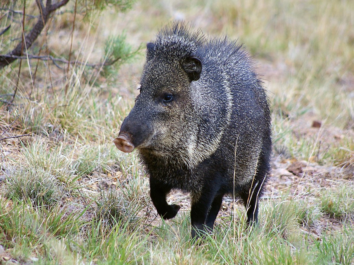 Though pig-like in appearance, javelinas are a totally different kind of animal. They are a kind of peccary, which are found only in the Americas. They have different teeth, tails, feet, and digestive tracts. 🐖 #NWW24 Learn more 📲: nationalwildlifeweek.nwf.org