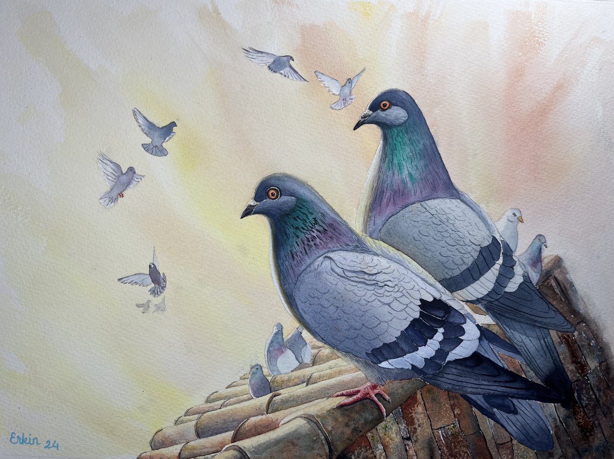 Watercolor by Erkin Yılmaz, Pigeons on the roof, 28x38 cm. #art #watercolor #aquarelle #pigeon #painting #artforsale #ArtistOnTwitter #sailboat @Twitter @TriceraInc @artfinder @artfinderlatest #artcollector @SaatchiArt For more of my artworks, instagram.com/erkinyilmaz_art