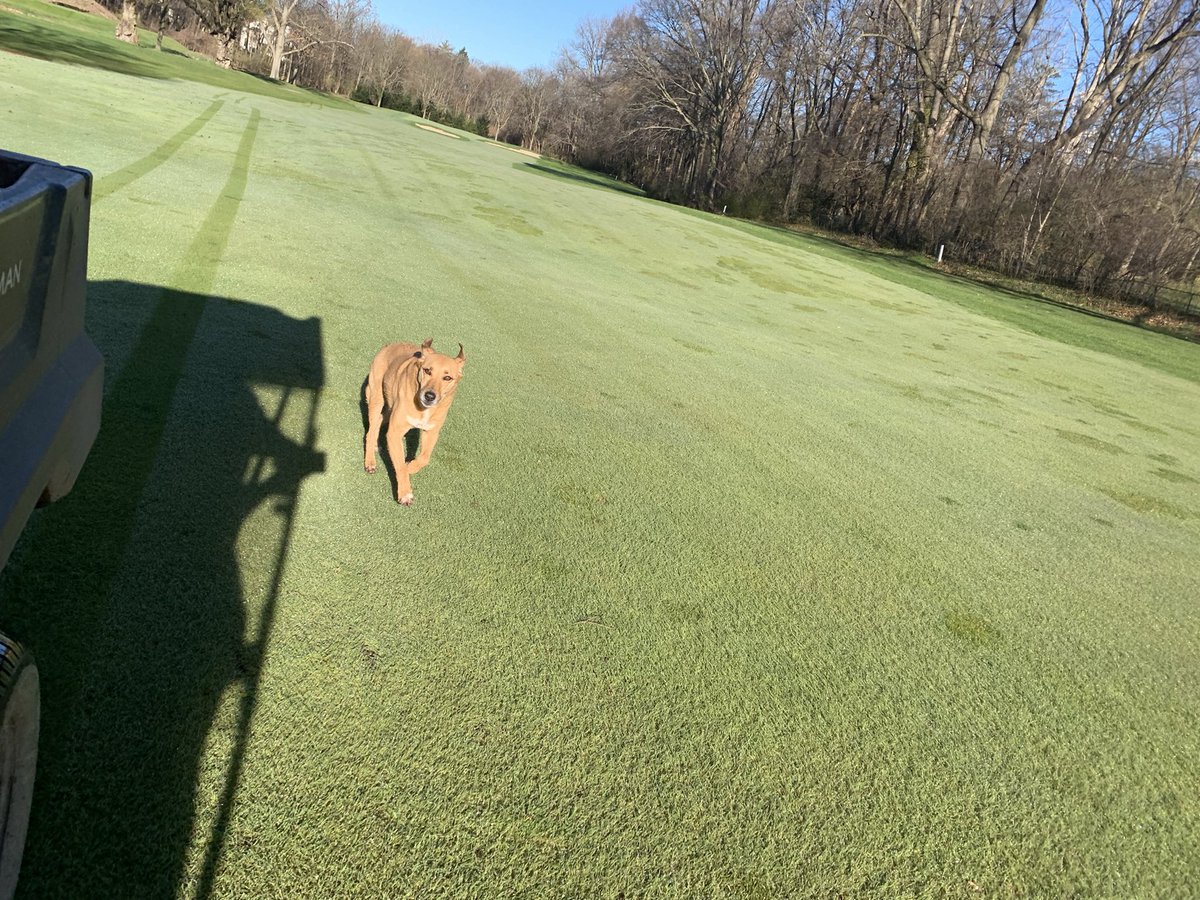 jordenvecchio01's tweet image. Nothing beats an early morning run #DogsOfTurf