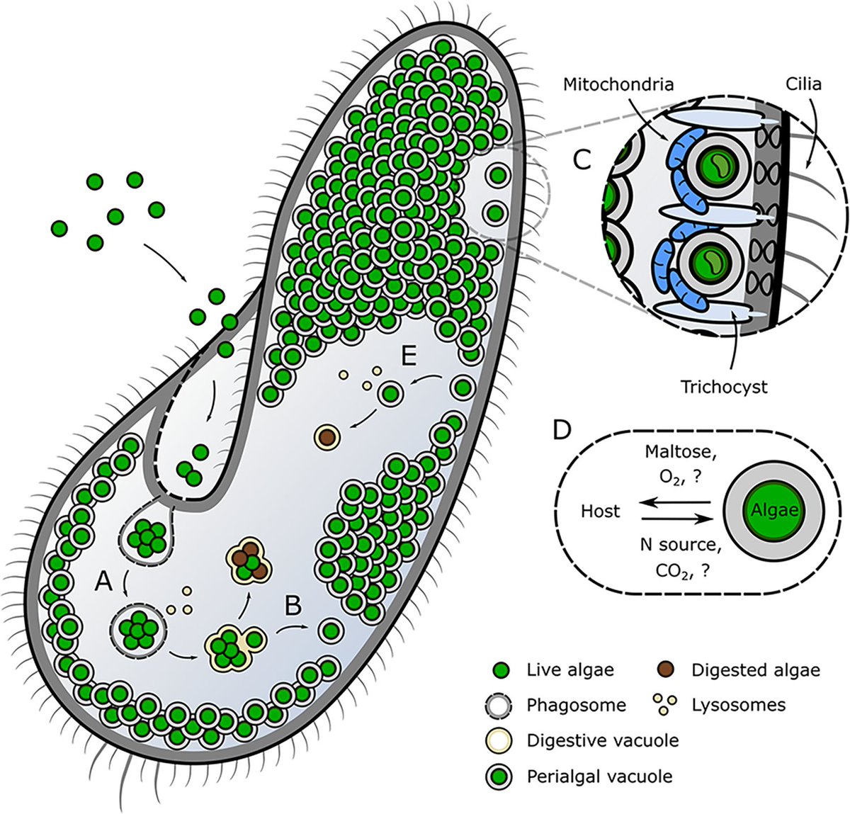 Mutualism on the edge: Understanding the Paramecium–Chlorella symbiosis journals.plos.org/plosbiology/ar… #protists #algae