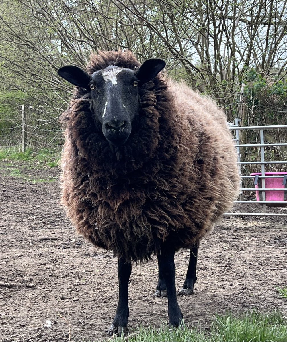 Horatio looking quite inquisitive today…