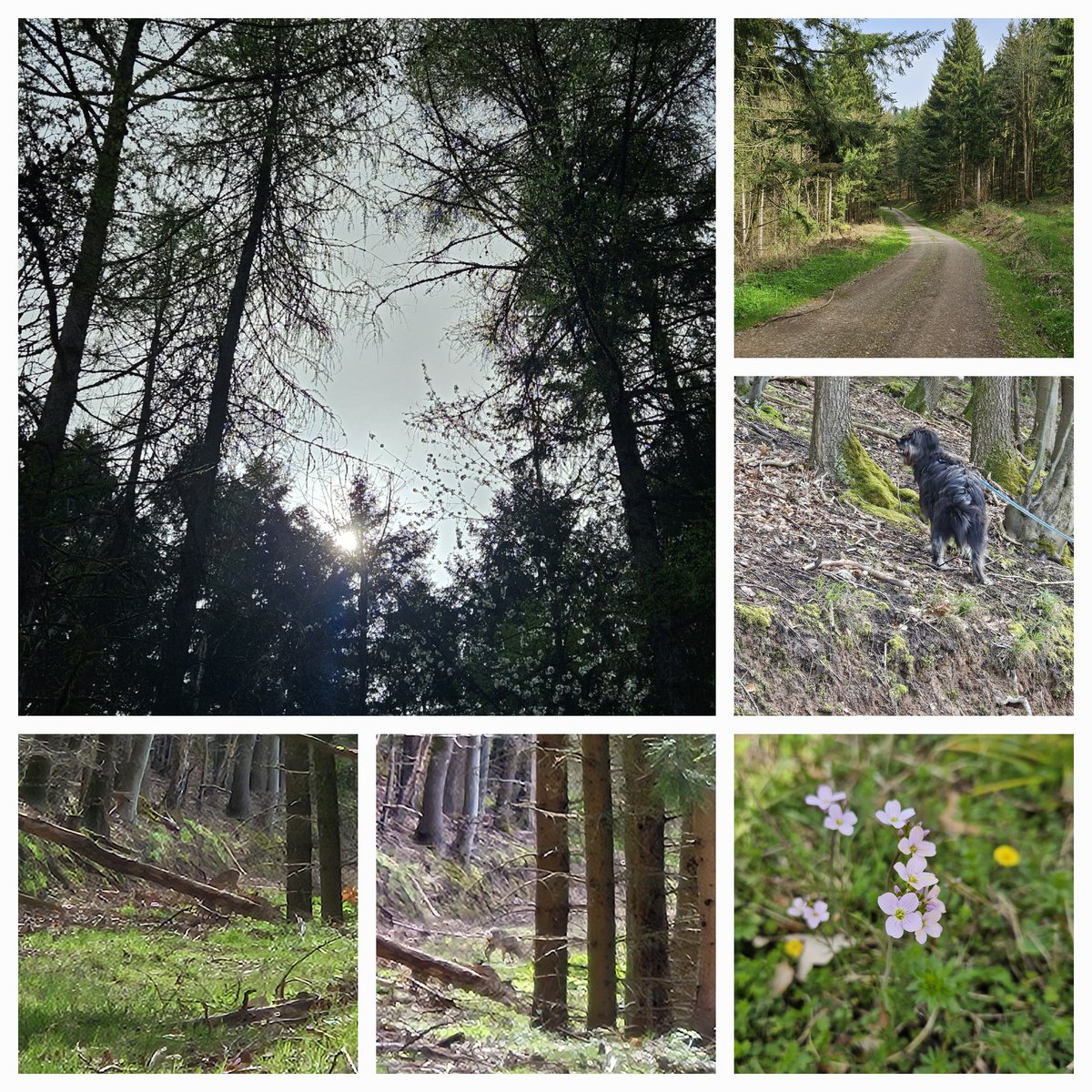 Mit Tess unterwegs
( wandern) 🥾🐾🐕
Wünsche euch allen einen schönen Nachmittag ☀️🍀
#Wald #wandern #nordhessen