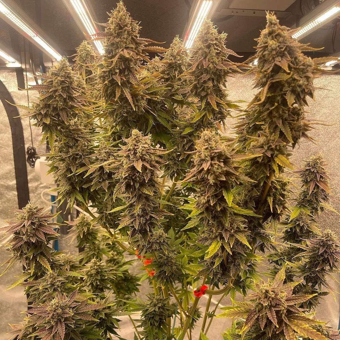 🥳Day 89 of 'Flower' in the main bloom room.Grown Under Spider Farmer SE7000.

☀️Happy growing everyone!

#spiderfarmer #spiderfarmerled #SE7000 #indoorgrow #ledlight #ledgrow #ledgrower