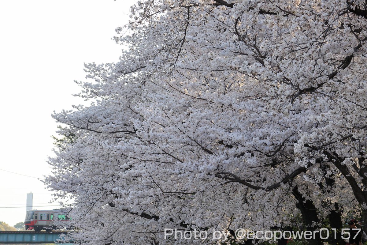 岡崎の桜と名鉄🌸
#名鉄