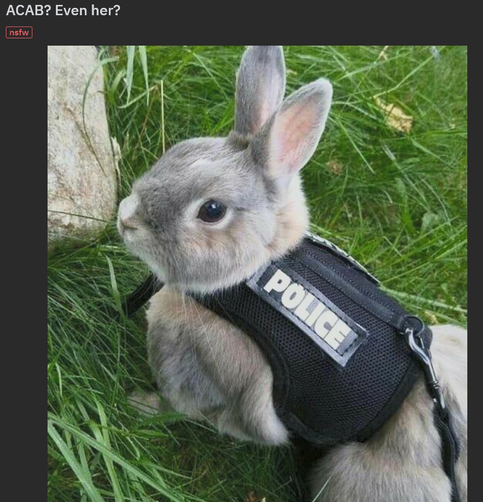 Just like police dogs once the cops get ahold of them and they are trained to attack it's hard to bring them back. The things cops teach these animals are just disgusting. The last police bunny I saw in action ripped a man's leg clean off of him. You can't refine that.