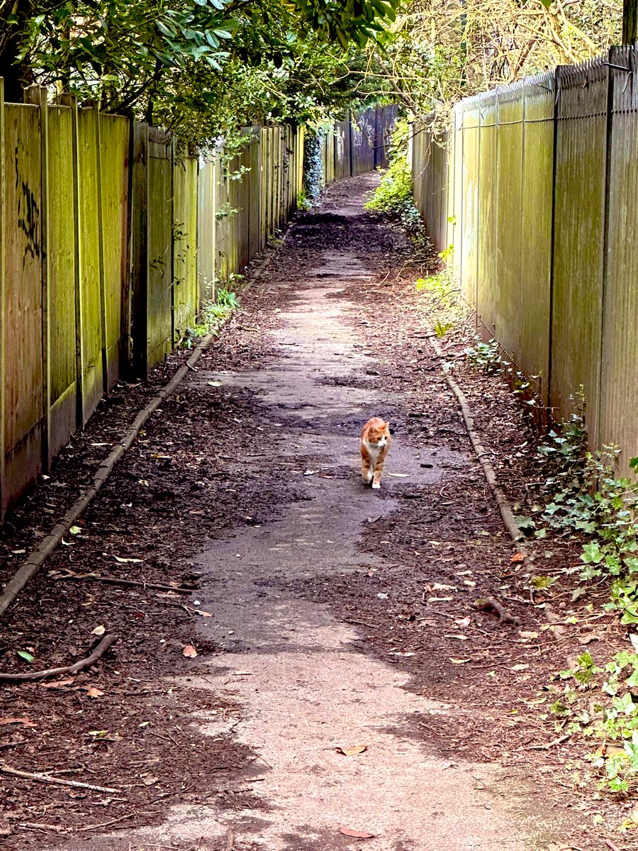 Out on a windy pawtrol working up an appetite for left over roast potatoes, chicken and gravy It’s blowing a right hooley, I hope I don’t get blown away being so small, hopefully the 3 breakfasts consumed will weigh me down #cats #Cat #CatsOnTwitter #CatsOfTwitter