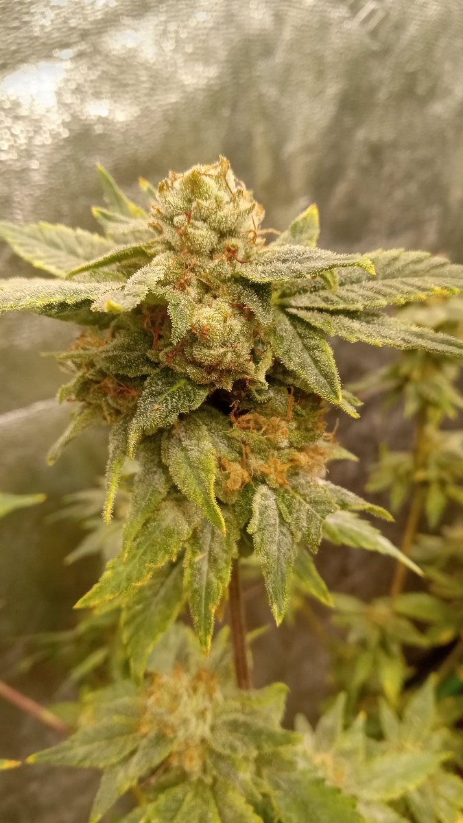 Northern ThunderFuck from @royalqueenseeds #mmemberville #CannabisCommunity #cannabisculture #cannabisindustry #WeedLovers #indoorgrow