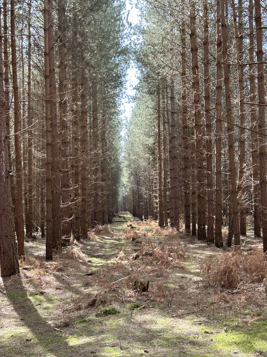 No visit to Suffolk would be complete without a flying saucer hunting expedition on the Rendlesham Forest UFO trail 🛸