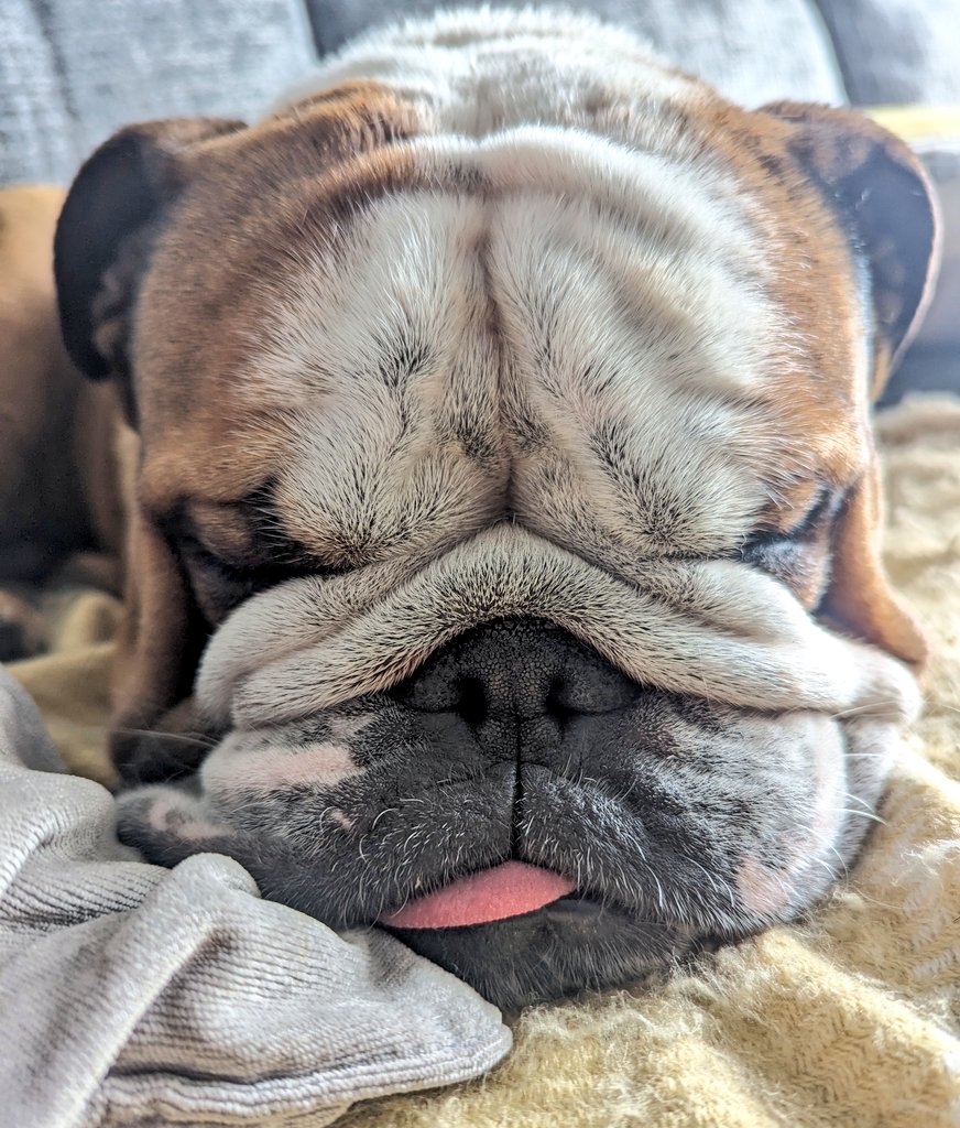 jayclark0106's tweet image. Someone's tired from this mornings walk 😍 #Bulldog #BulldogProblems