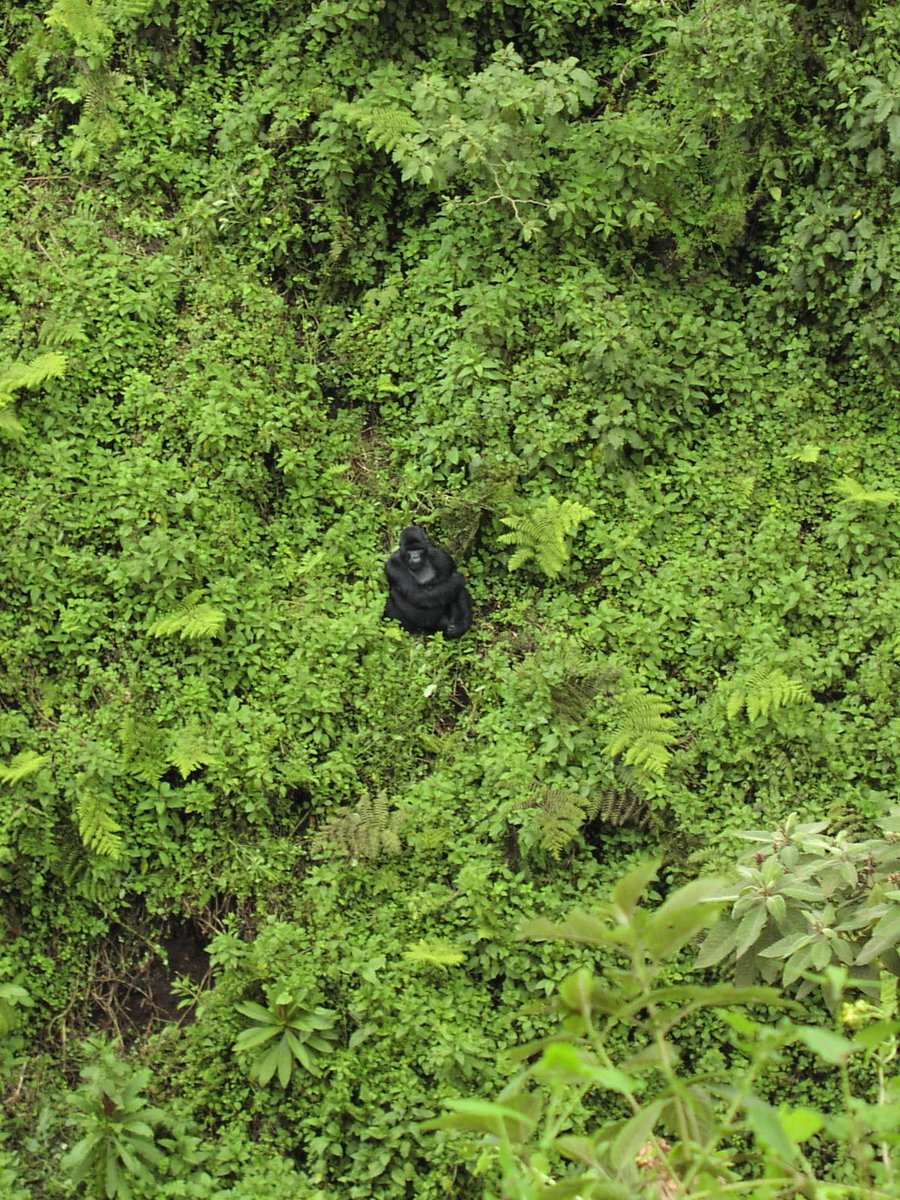 The best way to watch a gorilla 🦍