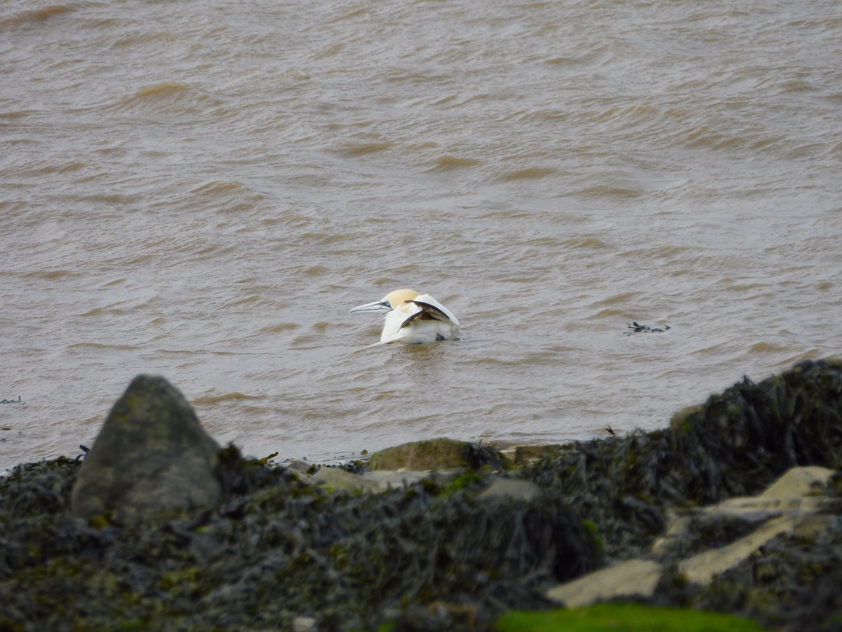 @Severnsidebirds the Gannet I saw earlier at Shaft beach. It had disappeared on my way past later.