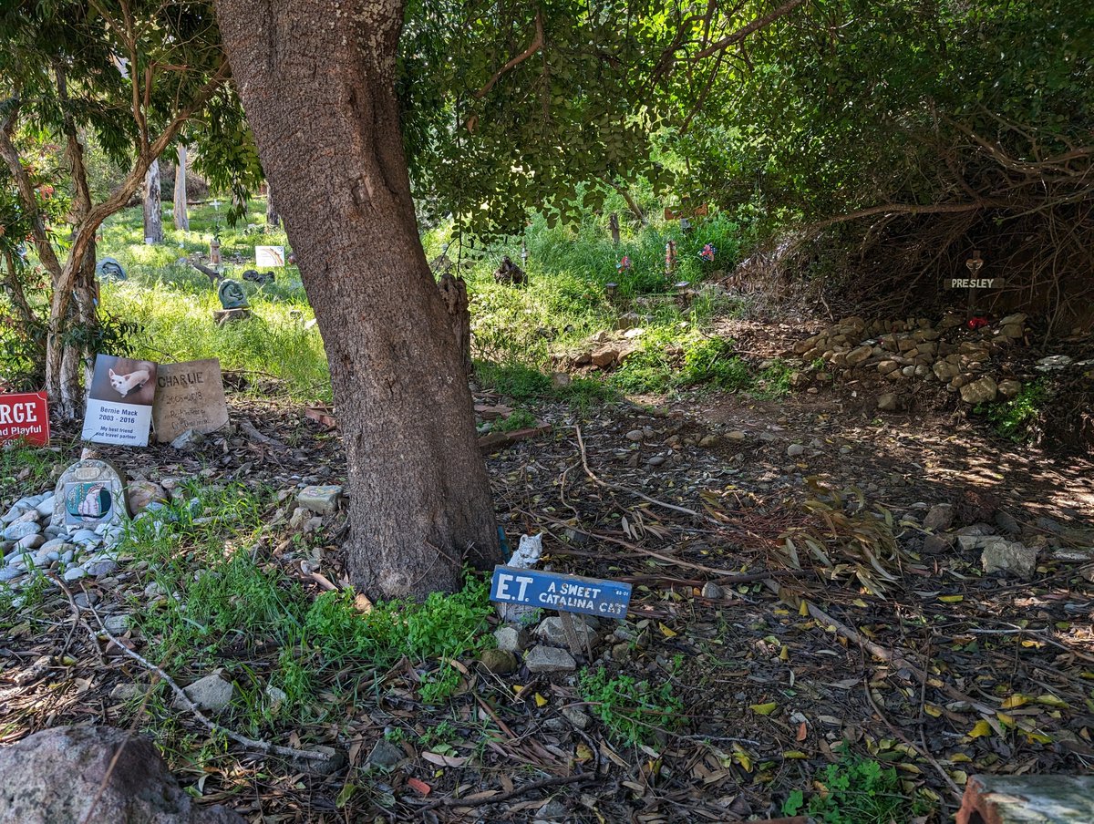 I dont wanna be buried...

#PetCemetery #Avalon #CatalinaIsland