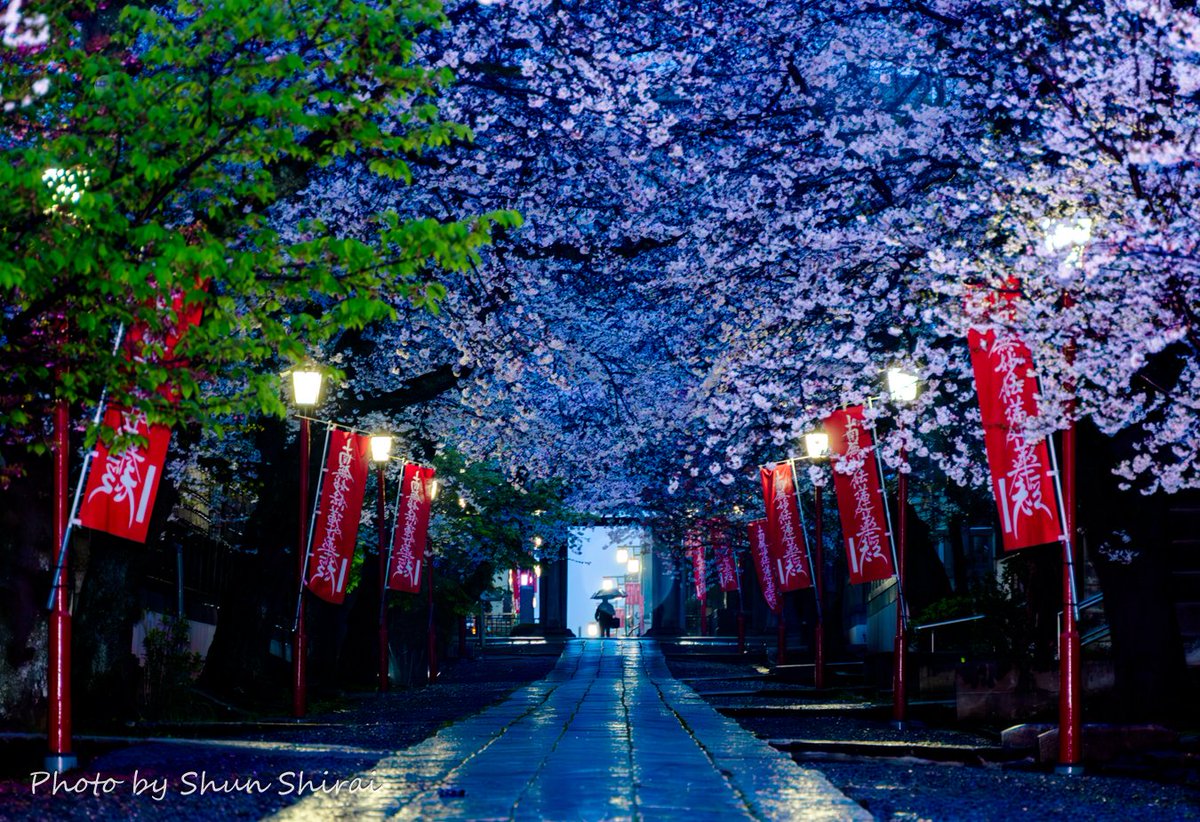 ■タイトル:夜明けの桜(4/7撮影) ■撮影スポット:市川市・中山法華経寺 ■一言:雨降る早朝、参道の桜はやっとほぼ満開になってました✨ 祖師堂・五重塔周辺はまだ満開手前です #ちばとぴフォト部投稿 #桜 #河津桜 #市川市 #市川 #千葉県 #千葉 #下総中山 #船橋 #いちかわ写活部 #花 #東京カメラ部