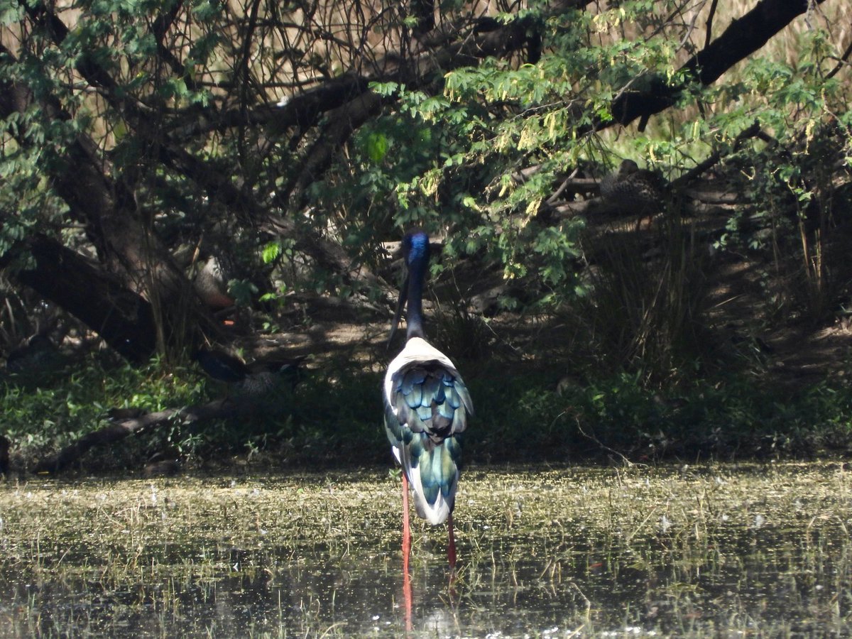 ￼
Sighted today the Loharjung, a near-threatened Black-necked Stork. #birding #nikonphotography