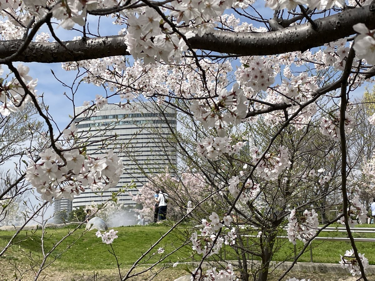 ポートアイランド中央緑地公園のさくら🌸
#ポートアイランド　＠桜　#中央緑地公園　#神戸