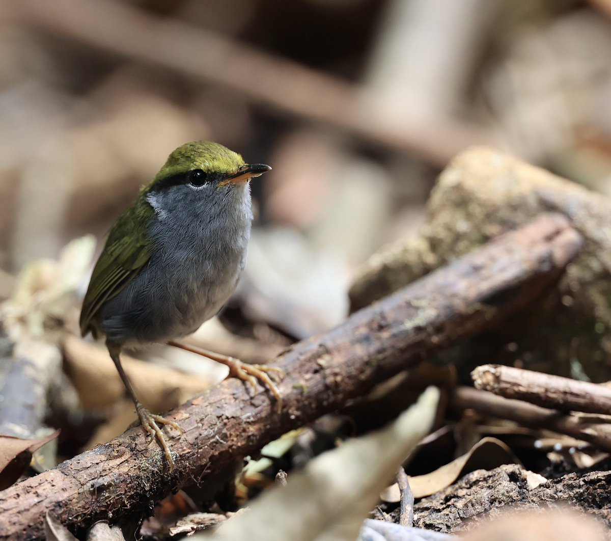 The Grey-bellied Tesia (#BirdsSeenIn2024) is a shy, short-tailed ground-dwelling warbler, rarely venturing out into-the-open, and on those scarce occasions when it does, such as this #bird today in #Vietnam, it is invariably a fleeting appearance [BirdingInChina.com].