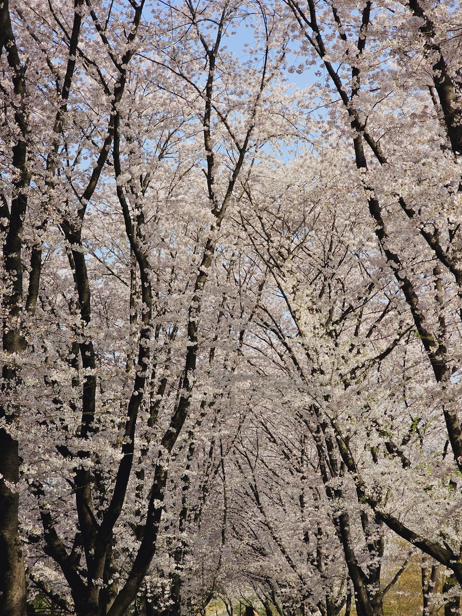 와입하고 벚꽃 구경하고 데이트 했네요