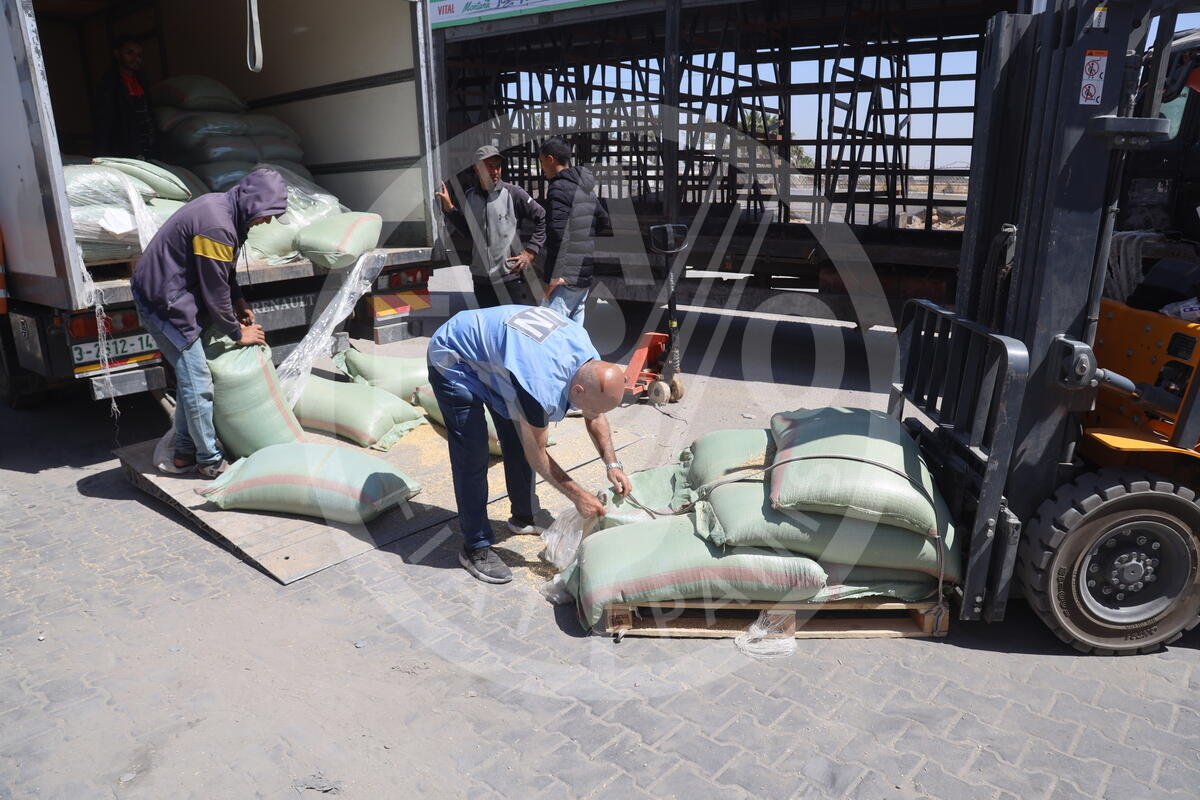 .@FAO, supported by Belgium🇧🇪, Italy🇮🇹 & Norway🇳🇴, has worked closely with the Palestinian Ministry of Agriculture & local NGOs to move this life-sustaining fodder into & around #Gaza @FAO aims at restoring nutritious food availability, preserve livelihoods & combat acute hunger.