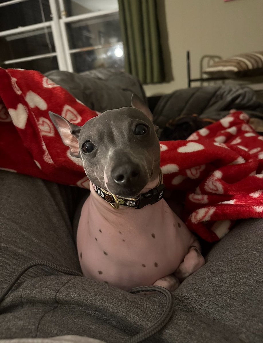 Rapunzel is actually a beautiful hairless dog.