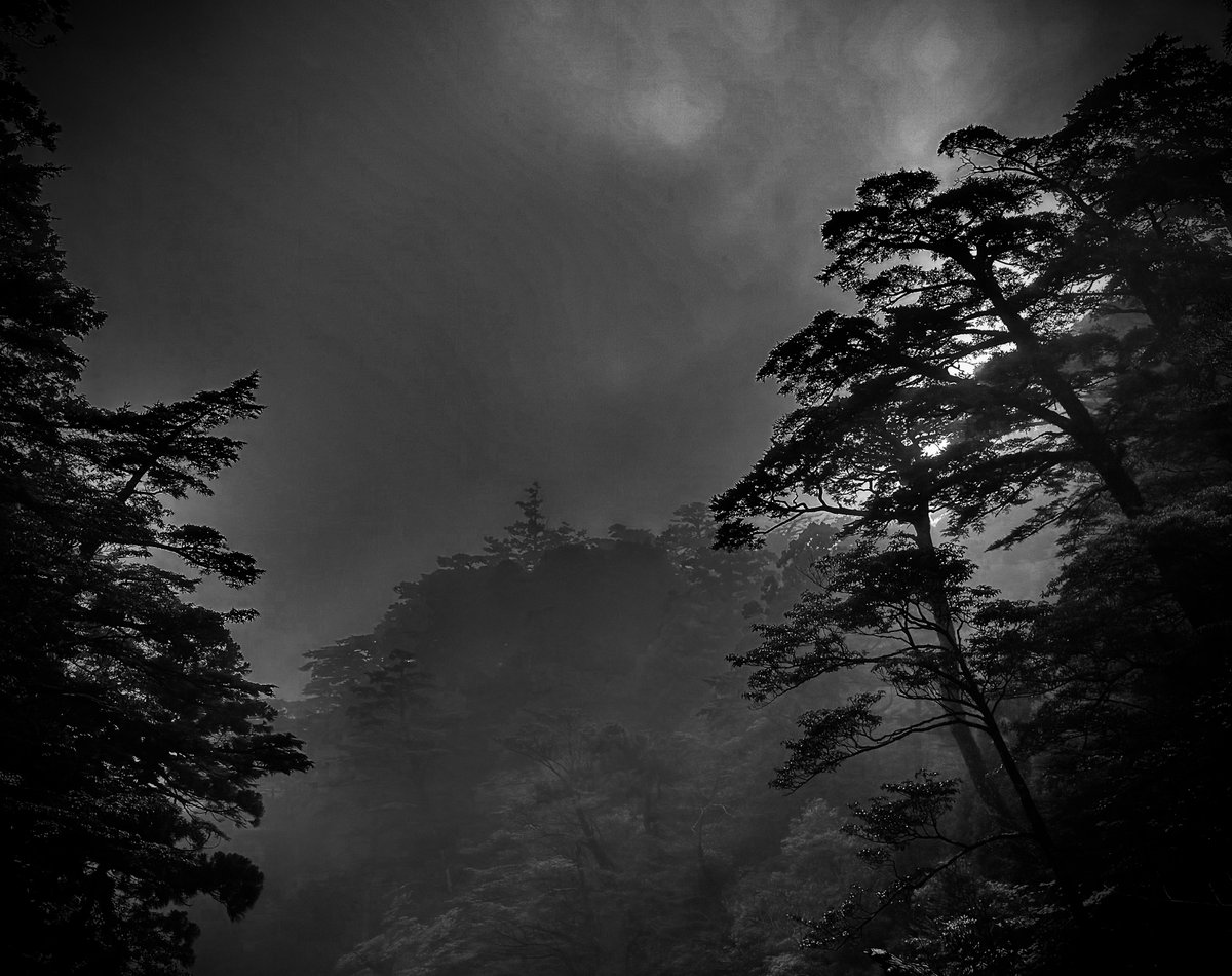 Yakushima and the power of her forests.