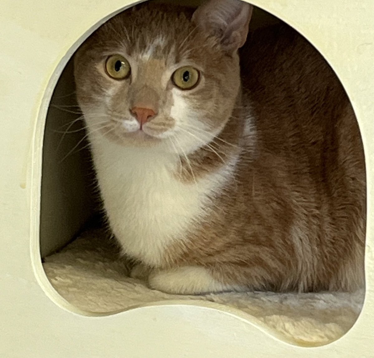 We are so happy for Casey! This orange tabby boy was #adopted! #adoptedcat #rescuedcat #HappyTails