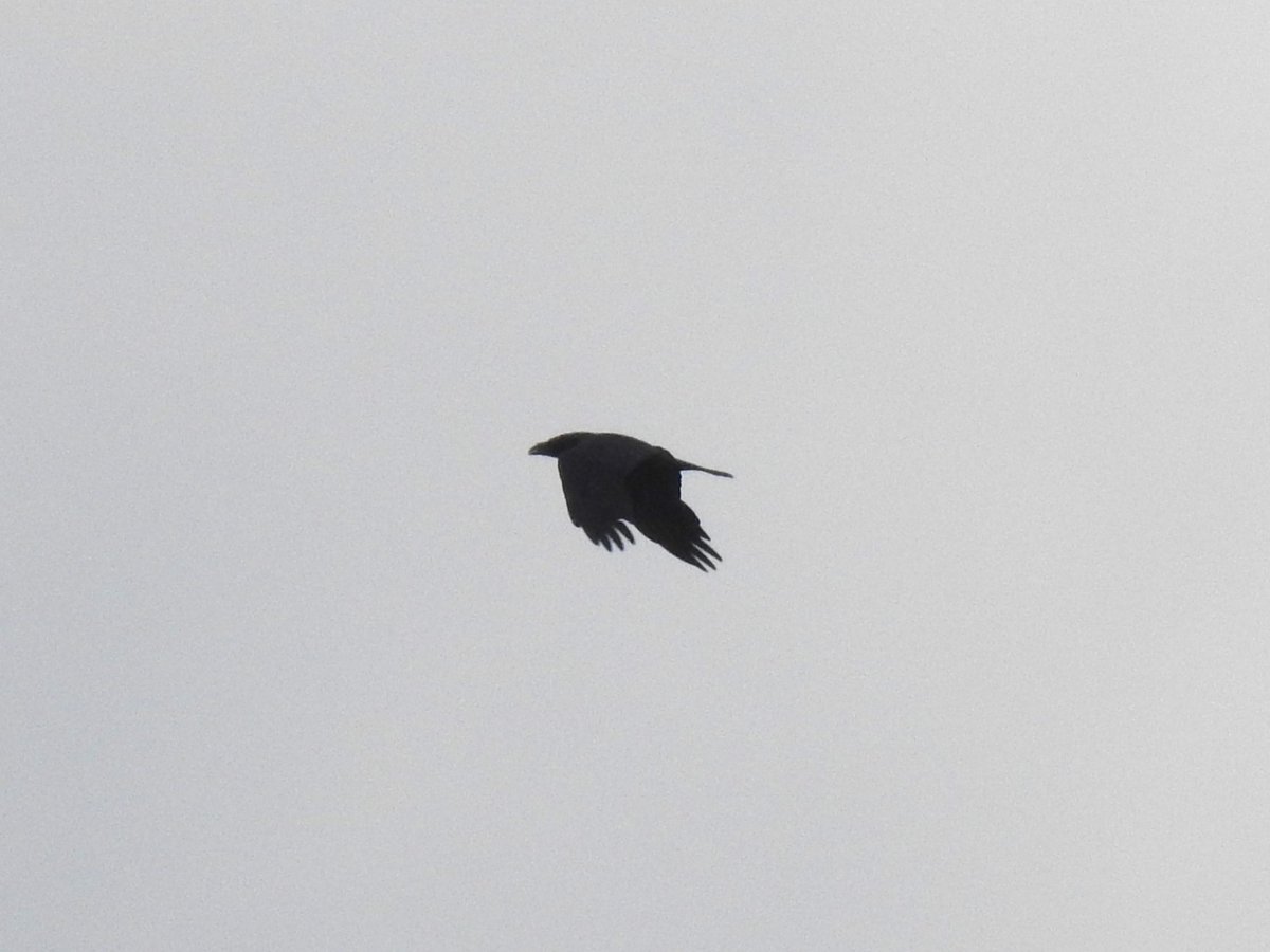 Another great morning on patch at #LMGP. Highlights were a pair of Cattle Egrets and the second Osprey of the week over west. Supported by a fly over Raven and couple of Redpoll; 30+ hirundine flock of both House and Sand Martins and Swallows, 2 Common Tern and 3 Willow Warblers.