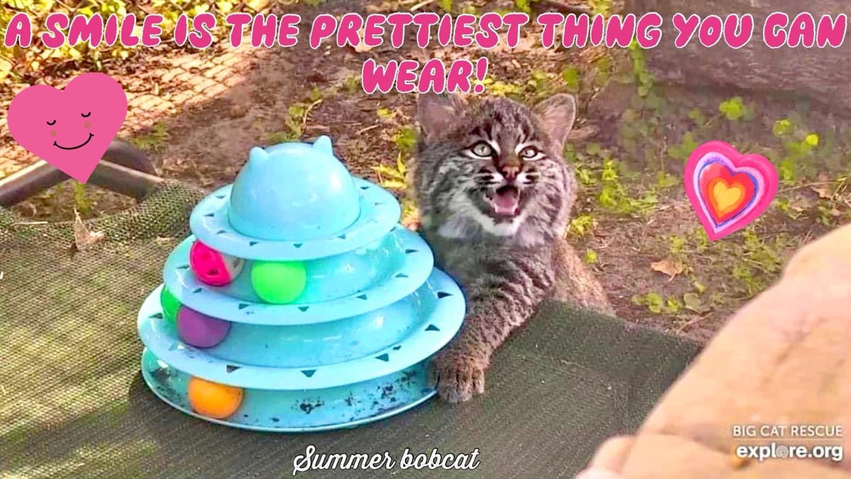 “A smile is the prettiest thing you can wear!” 🩷 #SummerBobcat #BigCatRescue #BigCats #Smile #CaroleBaskin #Sunday #SundayFunday #Quotes #QuoteOfTheDay #Inspire #Inspiration