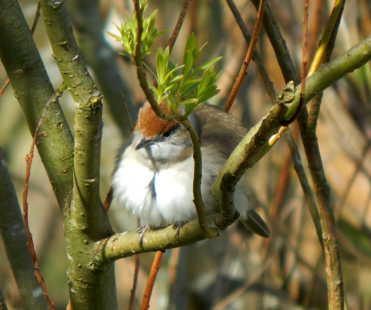 Small fall of migrants in the garden at Balephuil #Tiree today from #StormKathleen : 1st Willow Warbler of the spring = the 99th species for the patch-year (after Swallow y'day), also 6+ Goldcrests, 1f Blackcap, a Chiffchaff, 3 Linnets & a Collared Dove @PatchBirding @BirdGuides