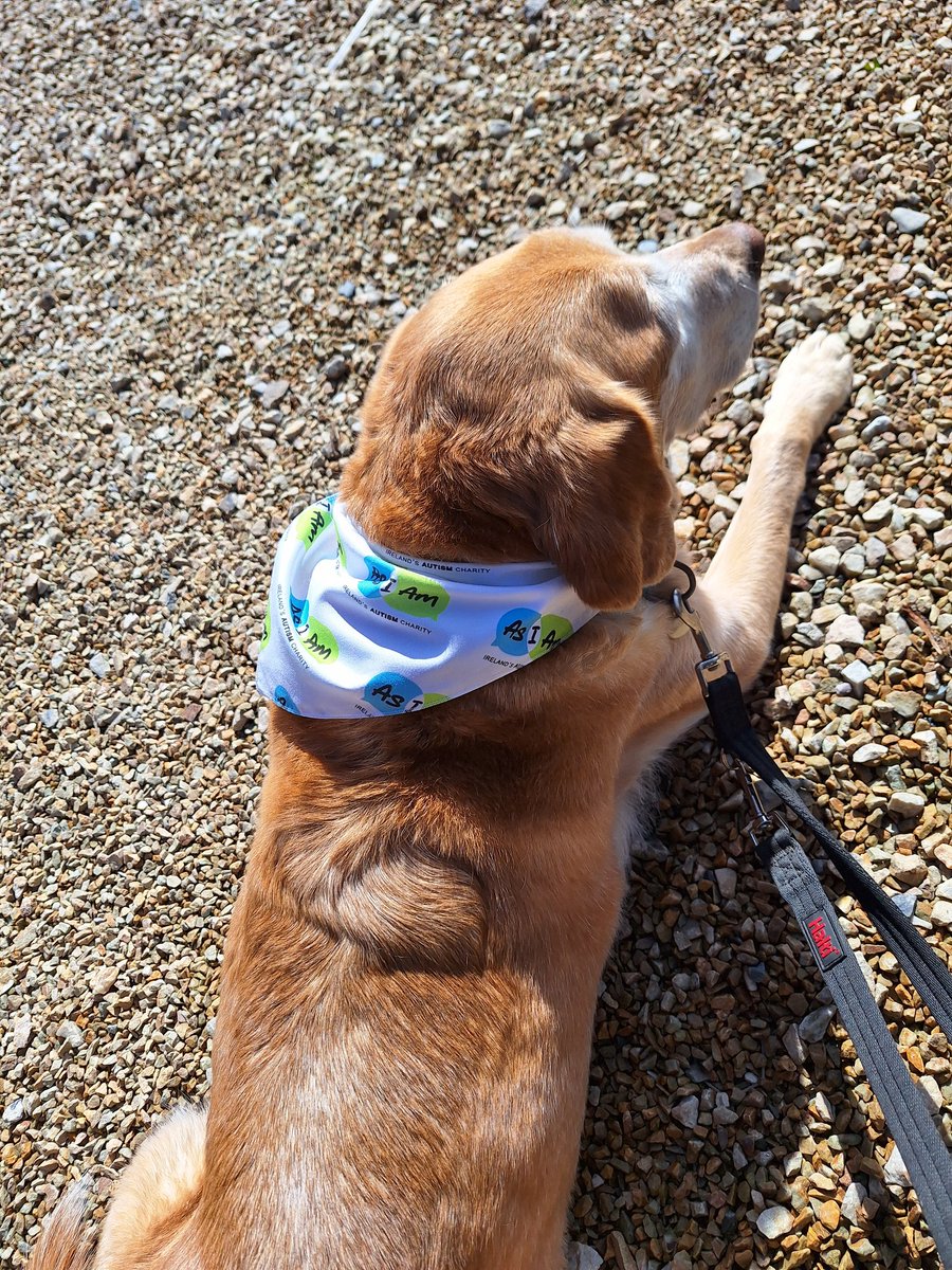 Quincy having a well earned rest after the <a href="/AsIAmIreland/">AsIAm</a> #SameChance walk today. The sun shone and the rain stayed away.