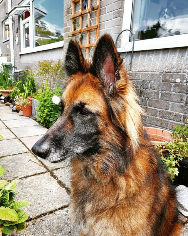 Lola is 10yrs old and she needs a new home due to a relationship breakdown, Lola can live with older kids, dog savvy house cats and other #dogs but isn't keen on Greyhounds #GermanShepherd #Devon gsrelite.co.uk/lola-17/
