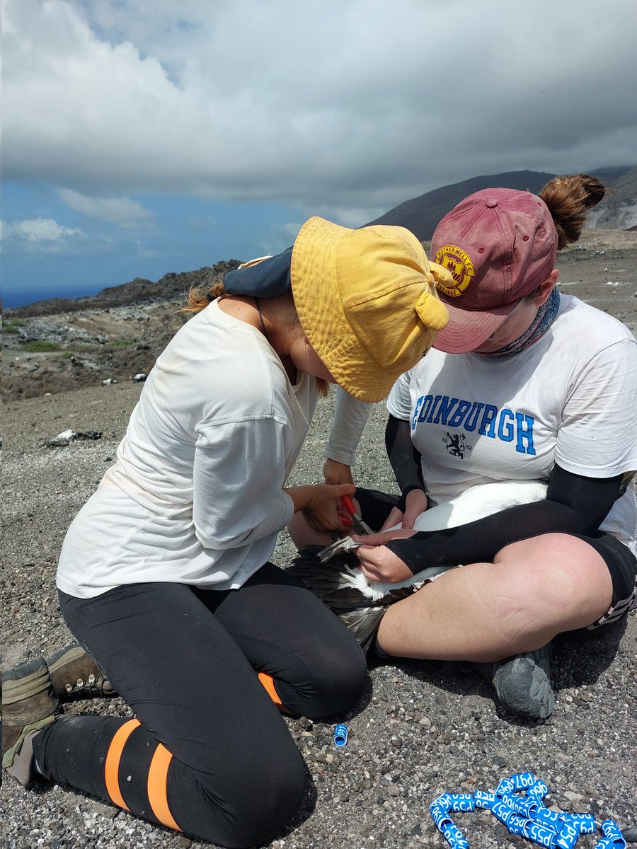 These last few weeks have involved some masked booby @_BTO ringing training on Ascension Island. We also deployed colour rings funded by @TheSeabirdGroup to help us understand their dispersal as they recolonise the main island #SuperSeabirdSunday