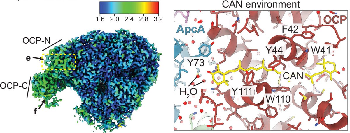 One step closer to understanding photoprotection in cyanobacteria. Great collaboration with @paulvictorsauer @NogalesLab and Kerfeld lab!
We use high-res #CryoEM and #compchem QM calculations to uncover phycobilisome quenching by OCP. doi.org/10.1126/sciadv… #OpenAccess